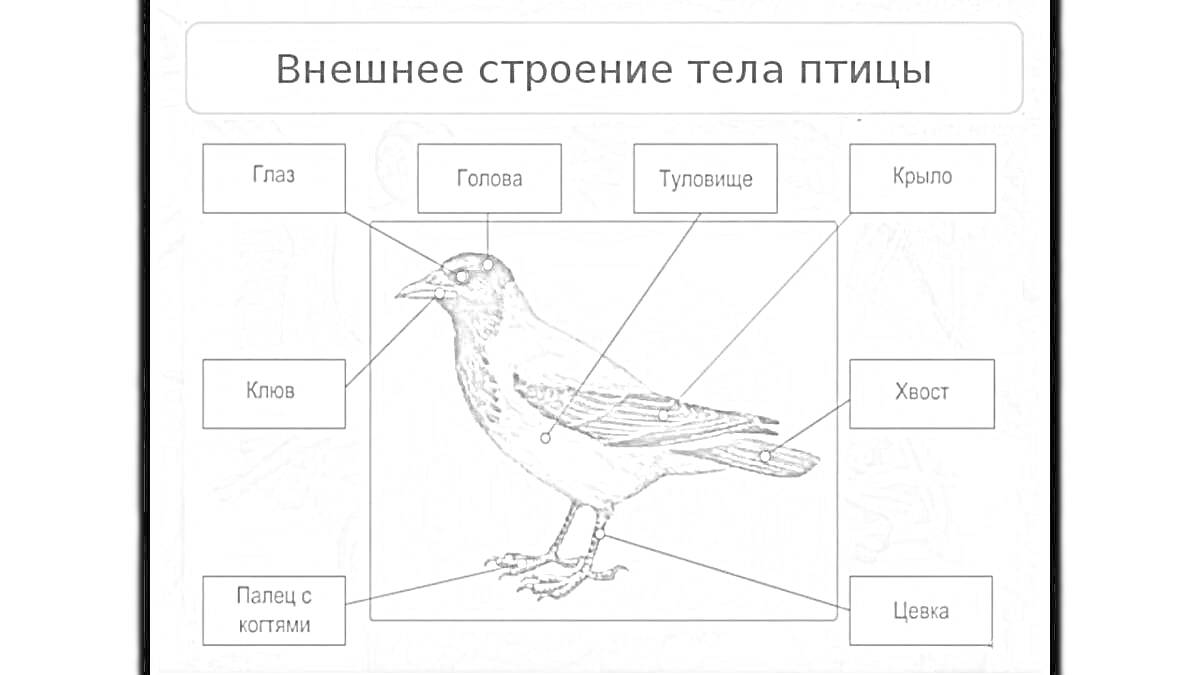 На раскраске изображено: Туловище, Голова, Хвост, Клюв, Шея