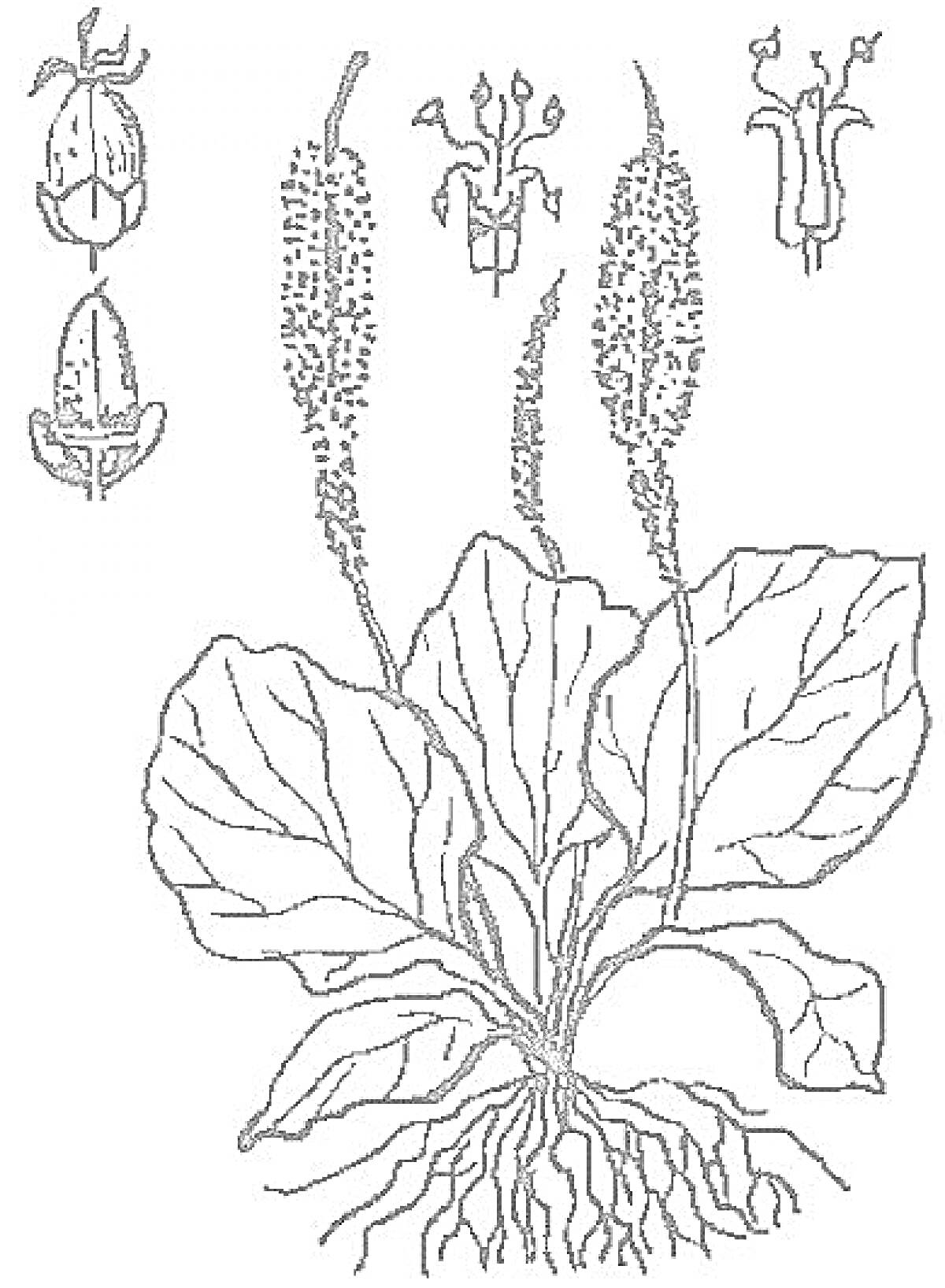 Раскраска Подорожник большой с корнями, листьями и соцветиями