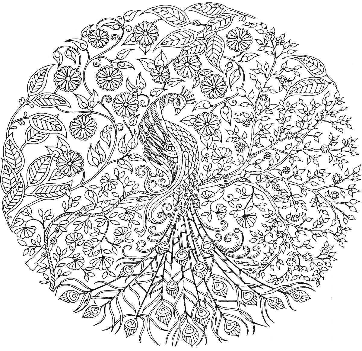 Раскраска Павлиний мотив среди листвы и цветов в круглой рамке