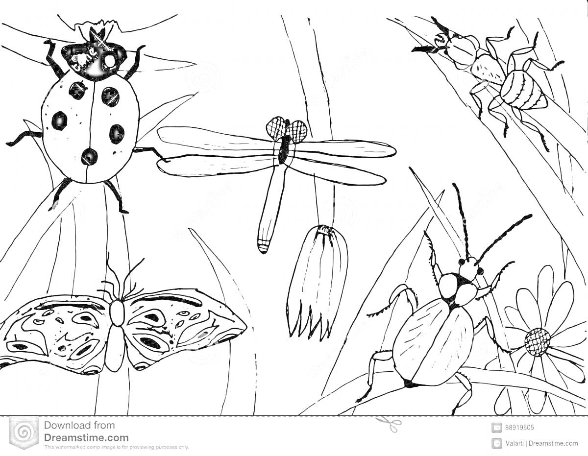 Раскраска Бабочка, божья коровка, стрекоза и три жука на цветах и траве