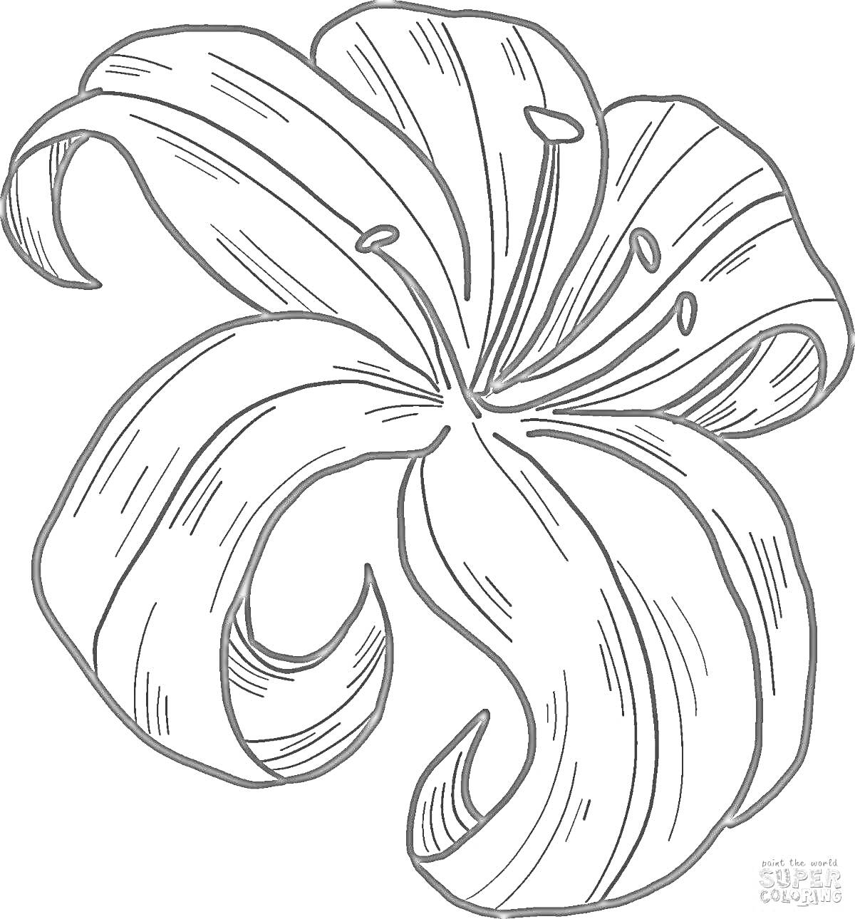 Раскраска Лилия с лепестками и тычинками