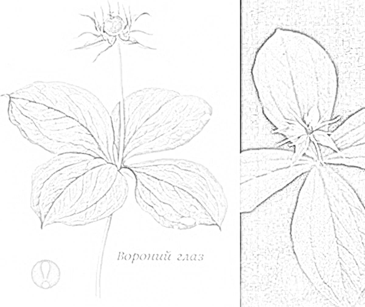 Раскраска Вороний глаз с четырьмя листьями и плодом