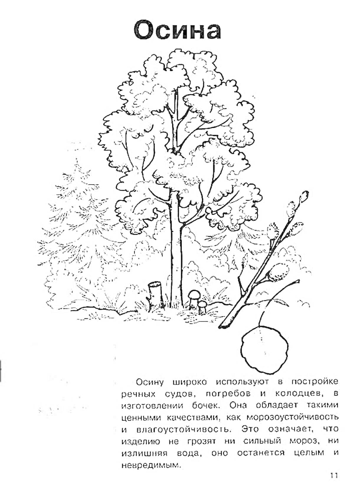 Раскраска Осина с деревом, листьями, водой и пнями