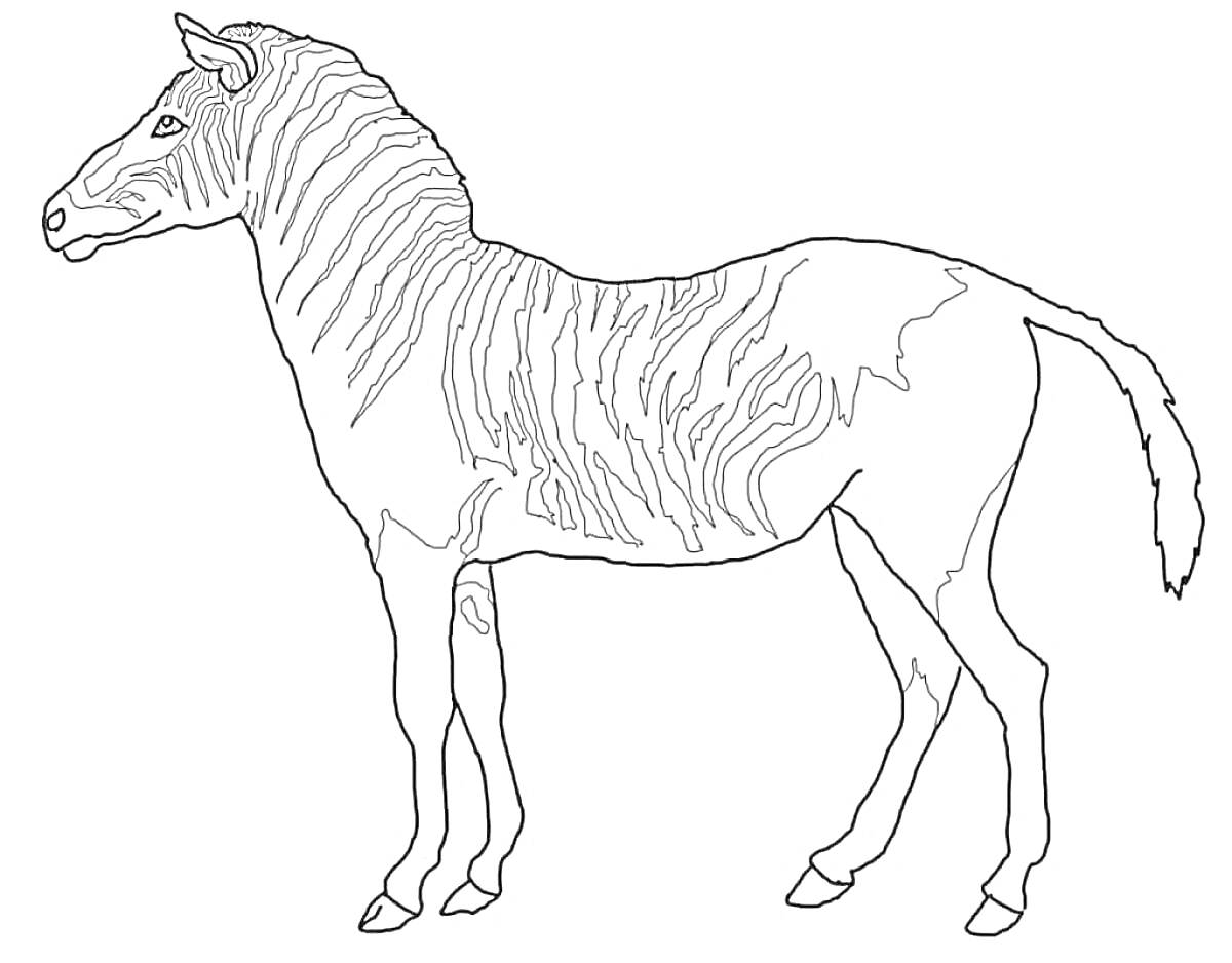 Раскраска Зебра без полосок, стоящая боком
