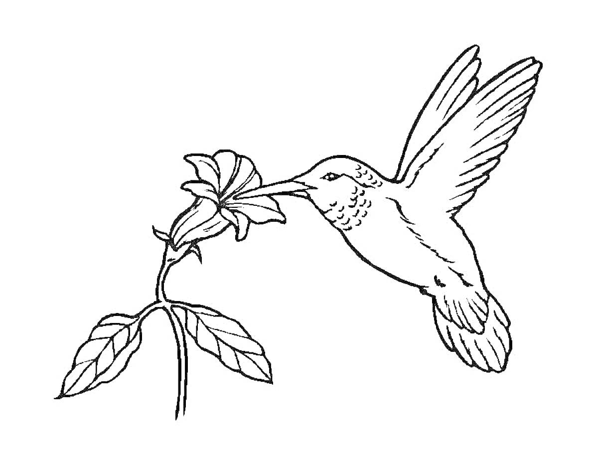 Раскраска Колибри, пьющая нектар из цветка