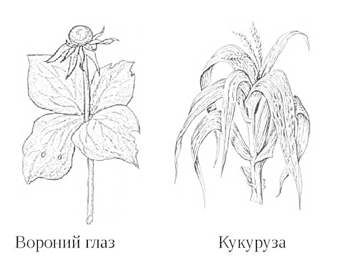 Вороний глаз и кукуруза