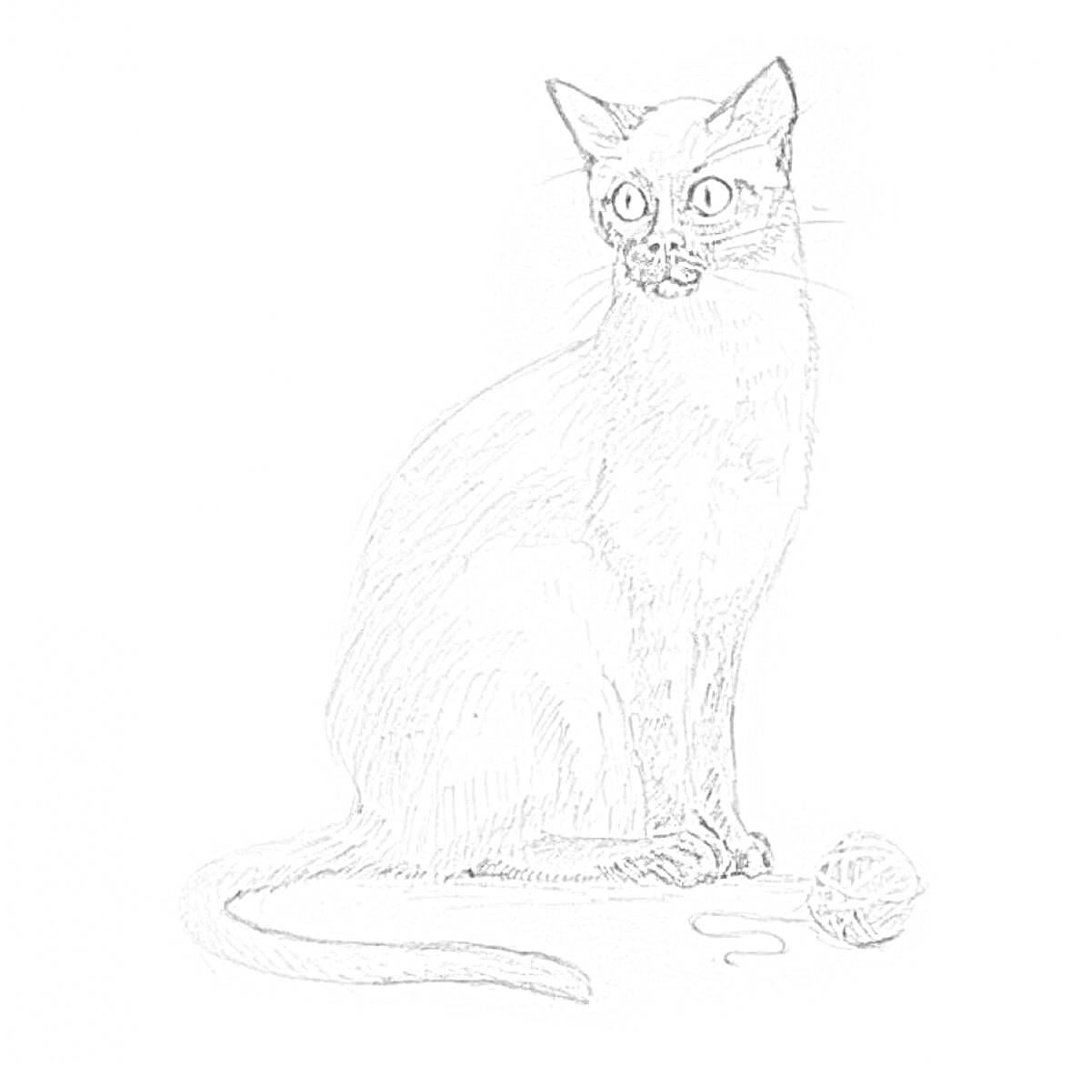 Раскраска Сиамский кот с мотком ниток