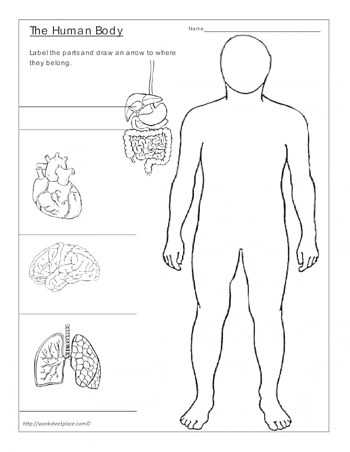 На раскраске изображено: Тело человека, Мозг, Легкие, Желудок, Кишечник, Анатомия, Образовательный материал