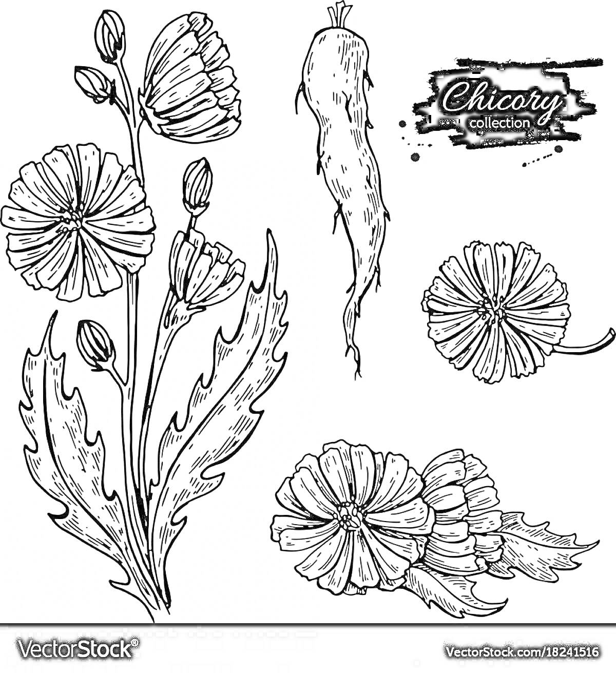 Раскраска Цветы и корень цикория