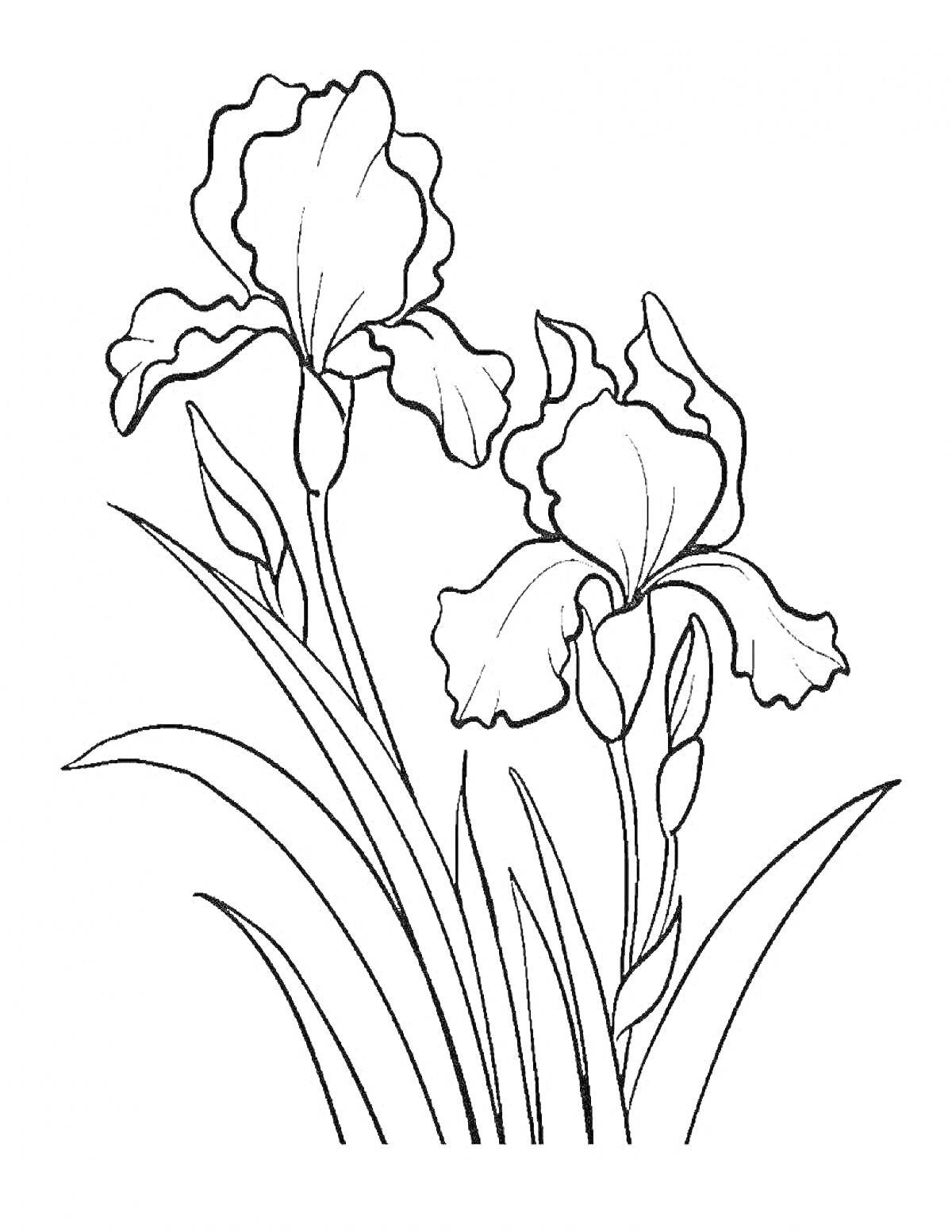 Раскраска Раскраска ирисов с двумя цветами и листьями