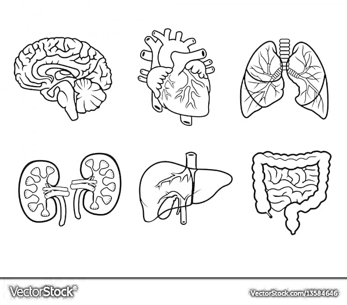 Внутренние органы человека: мозг, сердце, легкие, почки, печень, кишечник