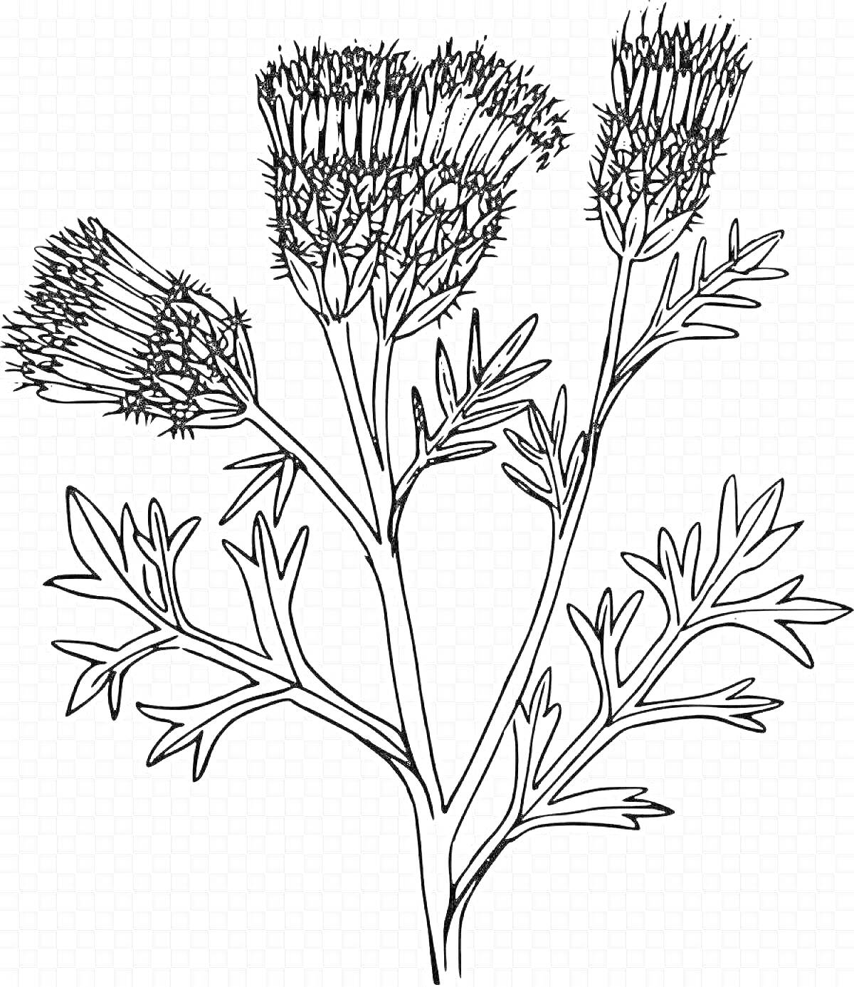 На раскраске изображено: Чертополох, Цветы, Листья, Ботаника, Наука, Природа