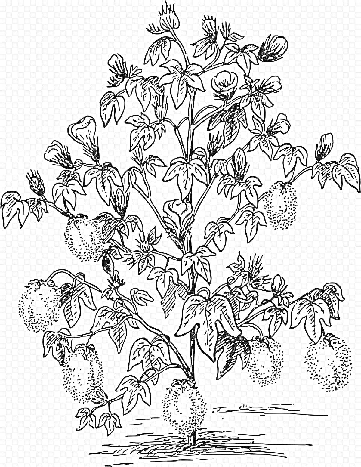 На раскраске изображено: Листья, Плоды, Природа, Контурное изображение, Растения, Кусты