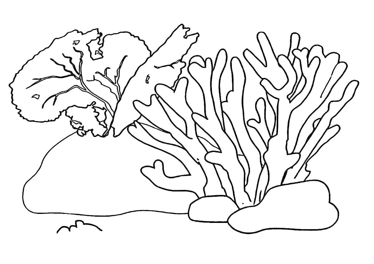 На раскраске изображено: Кораллы, Коралловый риф, Подводный мир, Морские растения, Рыба