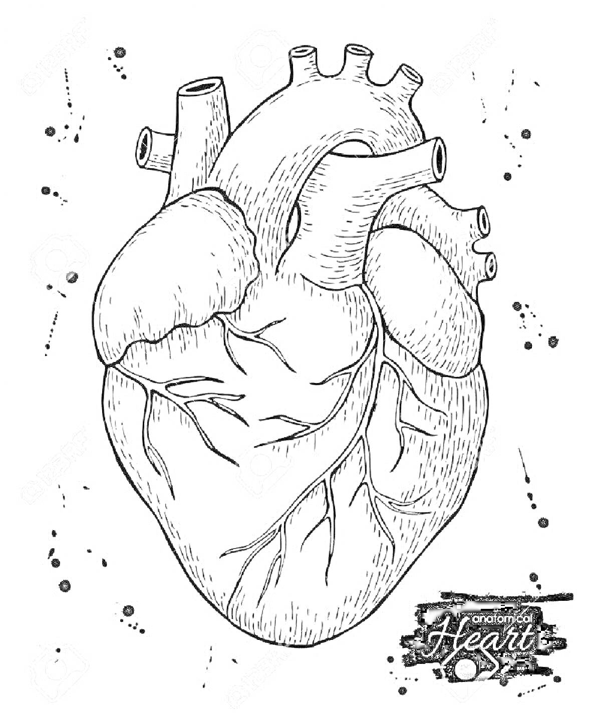 Раскраска Анатомическое сердце, артерии, вены, кровеносные сосуды, реалистичное сердце, разбрызгивание чернил.