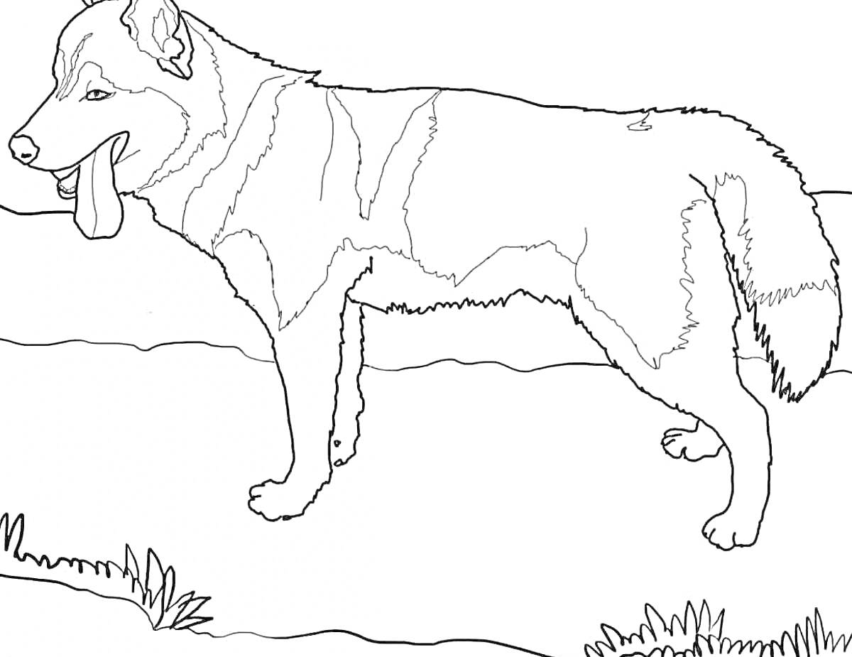 На раскраске изображено: Овчарка, Собака, Язык