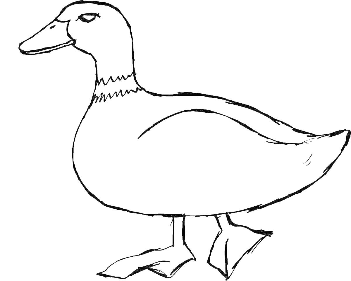 Раскраска Раскраска утка стоящая на лапках