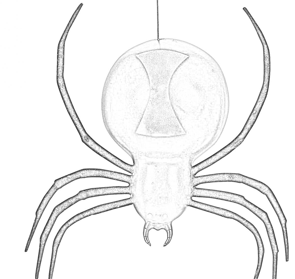 Раскраска Черная вдова паук с характерным рисунком на брюшке и восьмью длинными ногами
