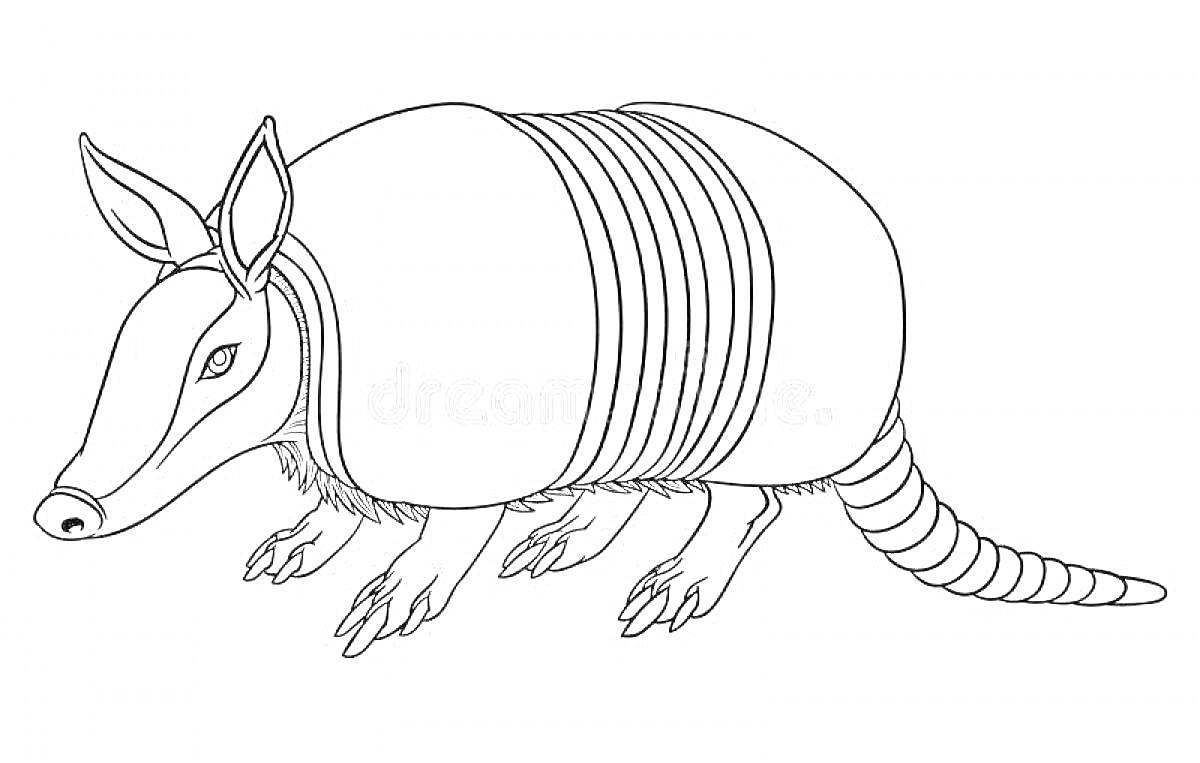 Раскраска Броненосец с длинным хвостом и полосатым панцирем