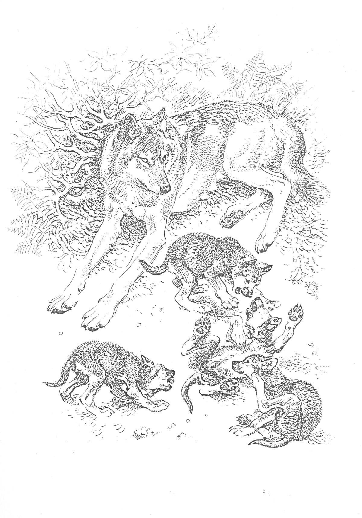 На раскраске изображено: Волк, Волчонок, Стая, Природа, Детеныши, Игра, Отдых
