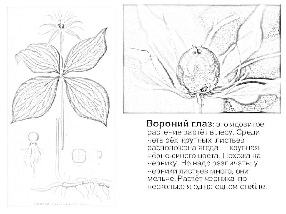 На раскраске изображено: Вороний глаз, Листья, Лес, Ботаника