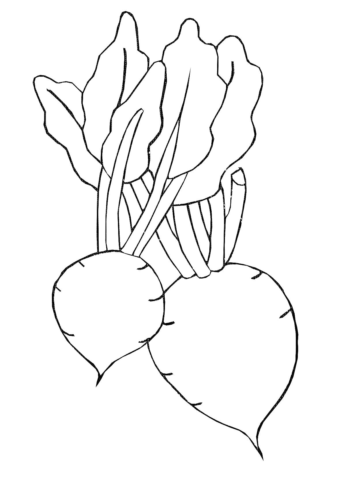 На раскраске изображено: Свекла, Овощи, Листья, Растения, Контурные рисунки