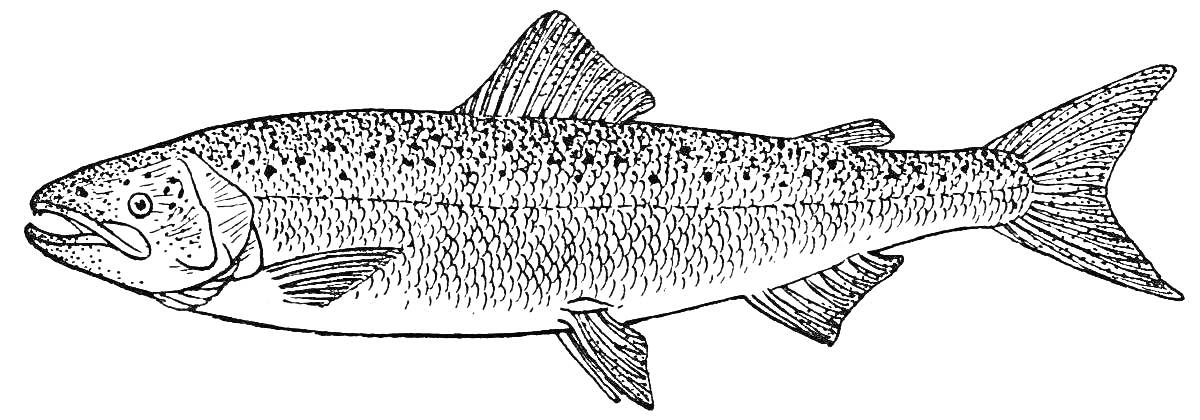 Раскраска Детализированная раскраска рыбы кета с плавниками и чешуей