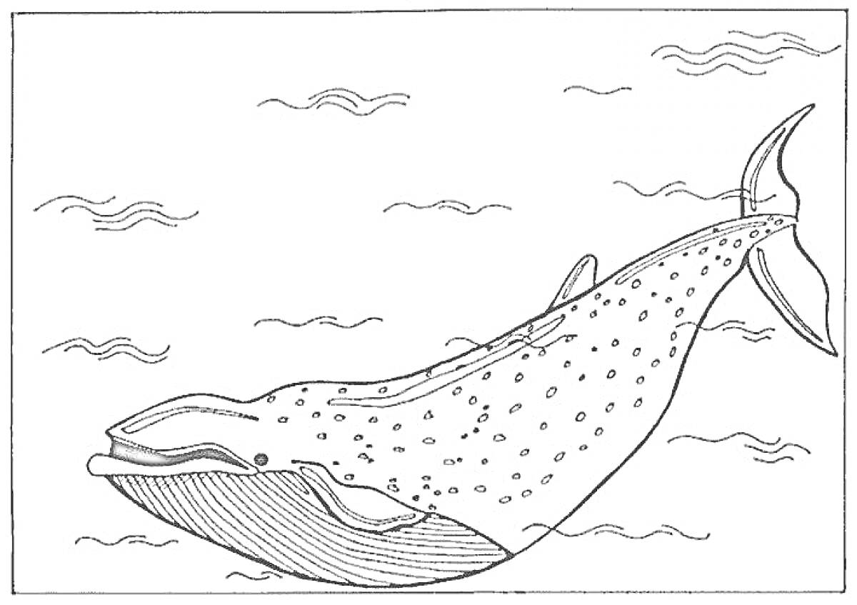 Раскраска Кит в океане (кит, волны)