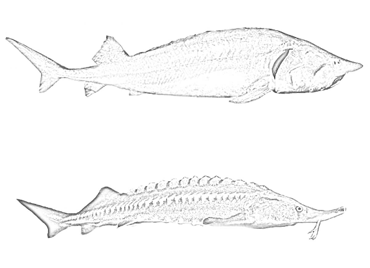 На раскраске изображено: Осетр, Рыба, Подводная жизнь, Водные животные, Биология, Фауна, Природа, Контурные рисунки