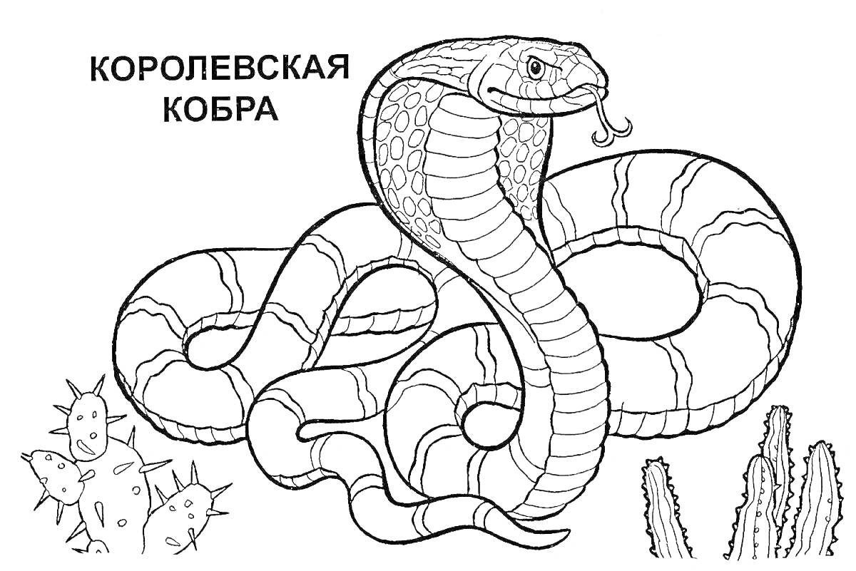 Раскраска Королевская кобра с кактусами на фоне