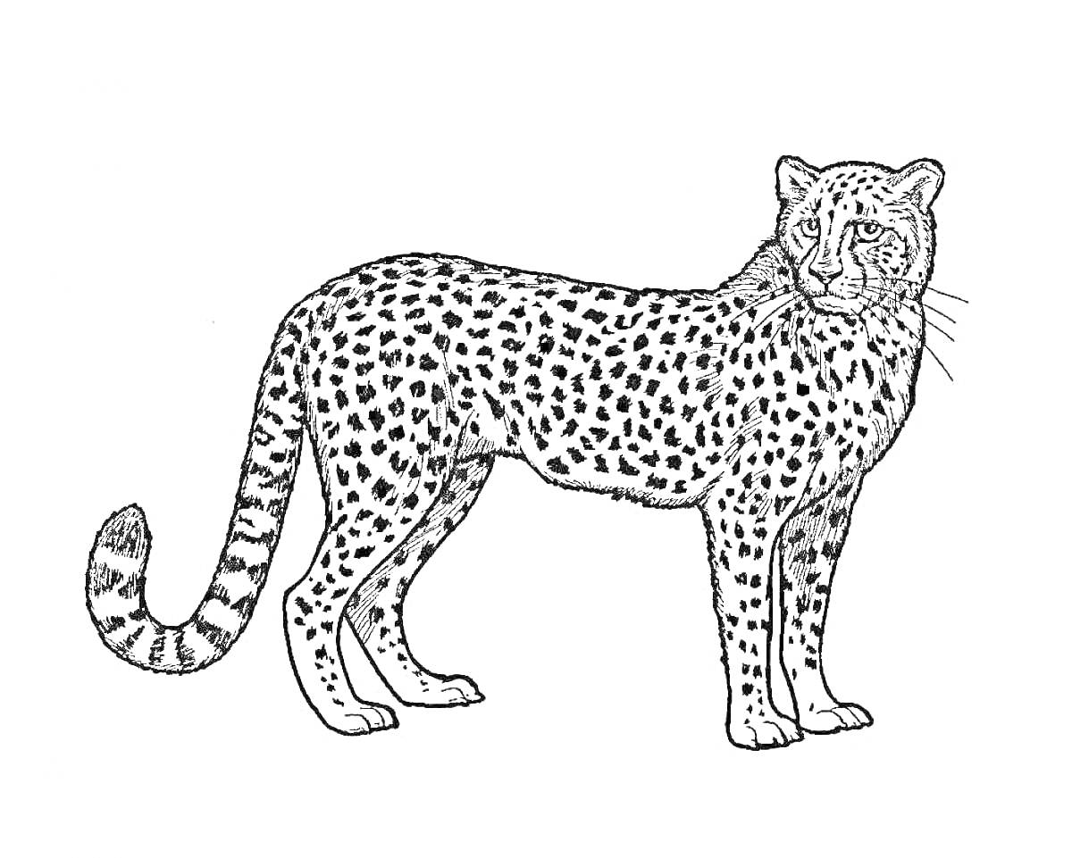 На раскраске изображено: Гепард, Дикая кошка, Для детей, Пятна, Животный мир, Фауна, Природа