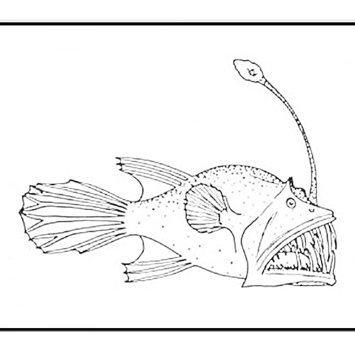 Раскраска Удильщик рыба с биолюминесцентным отростком, плавниками и зубами