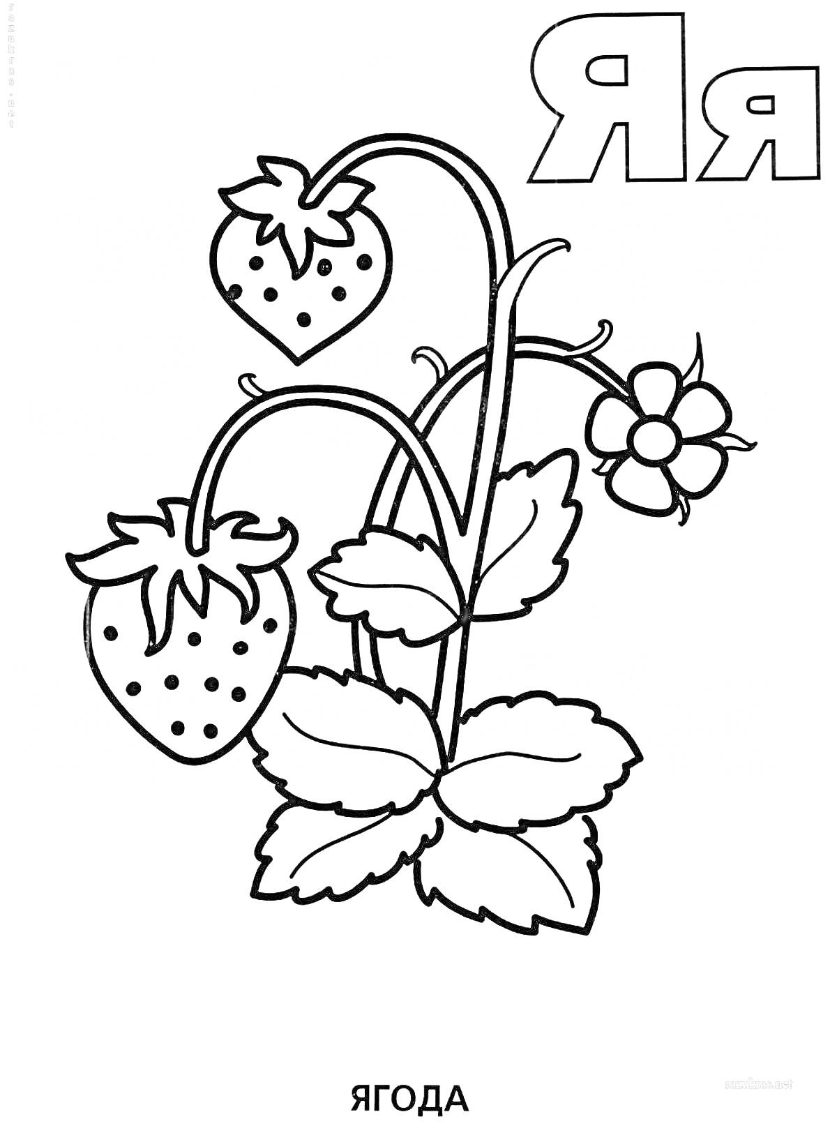 На раскраске изображено: Клубника, Листья, Цветы, Ягоды, Растения, Ювелирные изделия