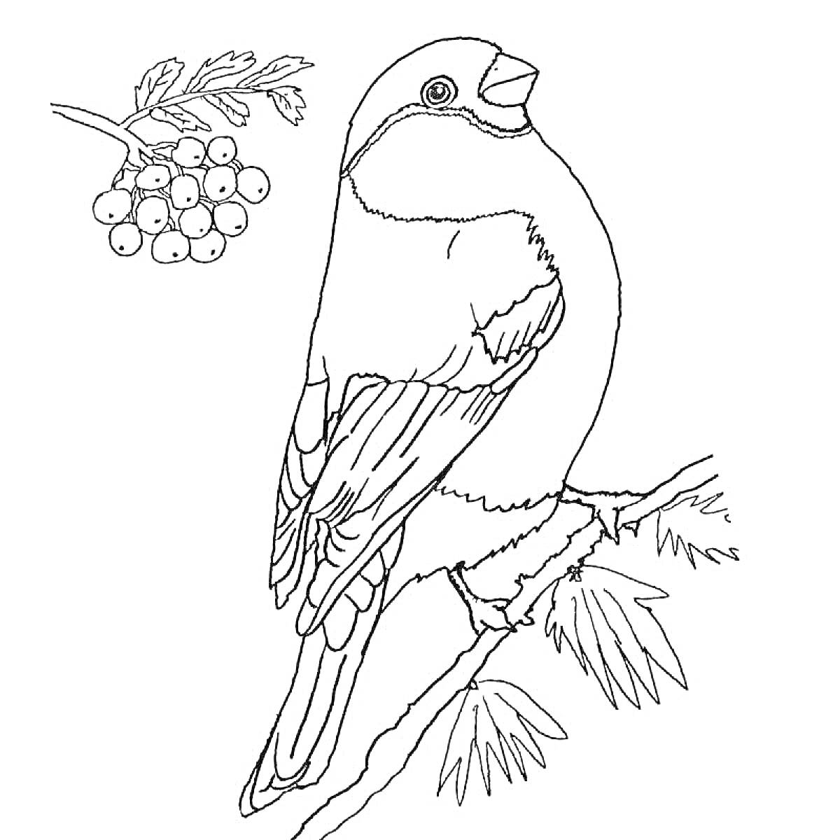 Раскраска Зимующая птица на ветке с рябиной