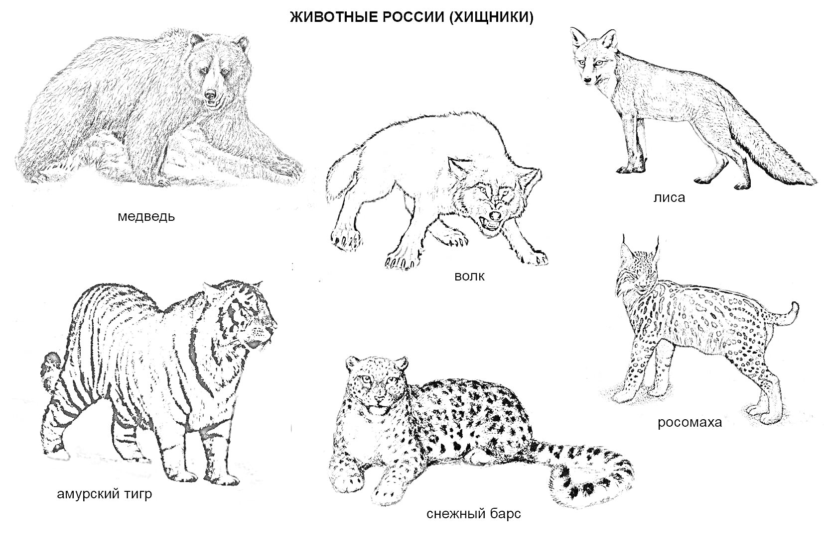 На раскраске изображено: Медведь, Волк, Лиса, Амурский тигр, Снежный барс, Рысь, Хищники, Природа