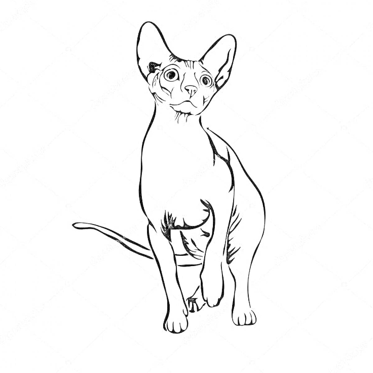 На раскраске изображено: Кот, Сфинкс, Крупные уши, Лапы, Хвост, Уши