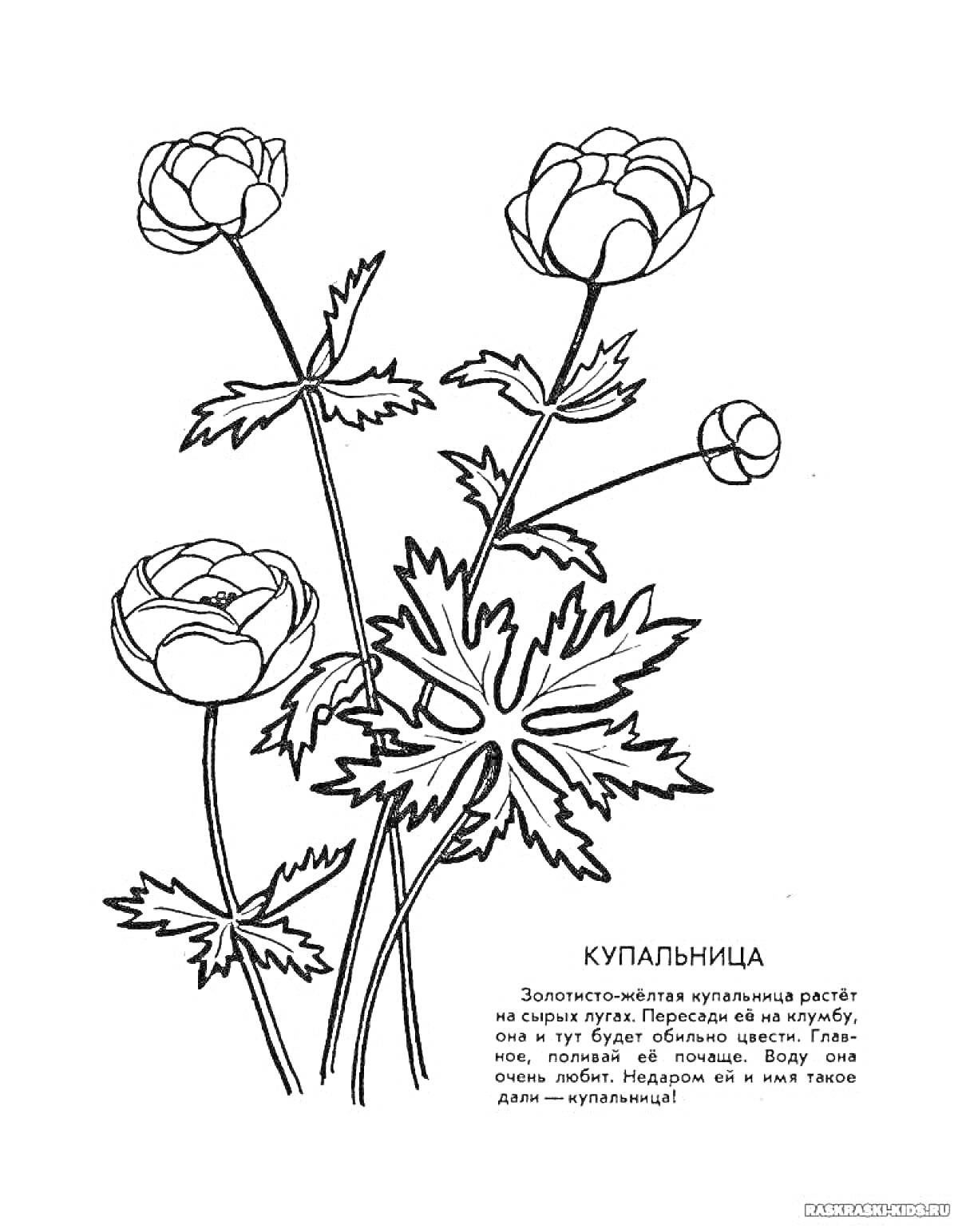 Раскраска Ку́пальница. Изображены три цветка на стеблях с листьями и бутоном.
