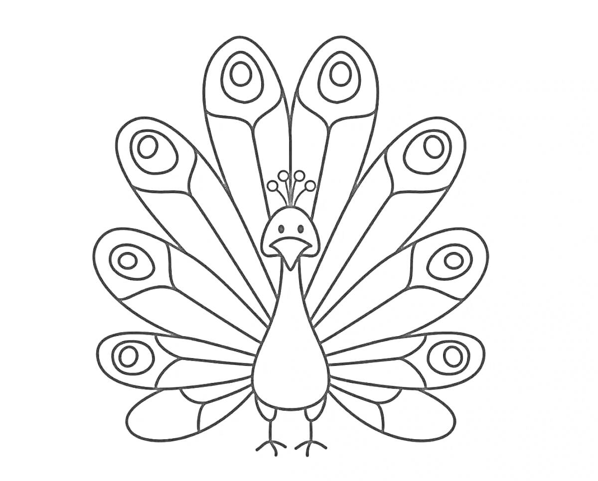 Раскраска Павлин с распущенным хвостом для раскрашивания детьми, включает тело павлина, голову и хвостовые перья с круглыми узорами