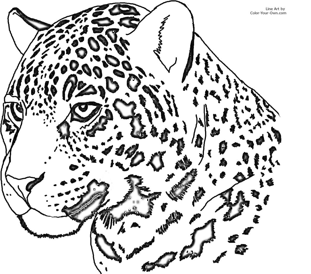 Раскраска Ягуар крупным планом, взгляд влево, пятнышки на голове и шее, реалистичное изображение