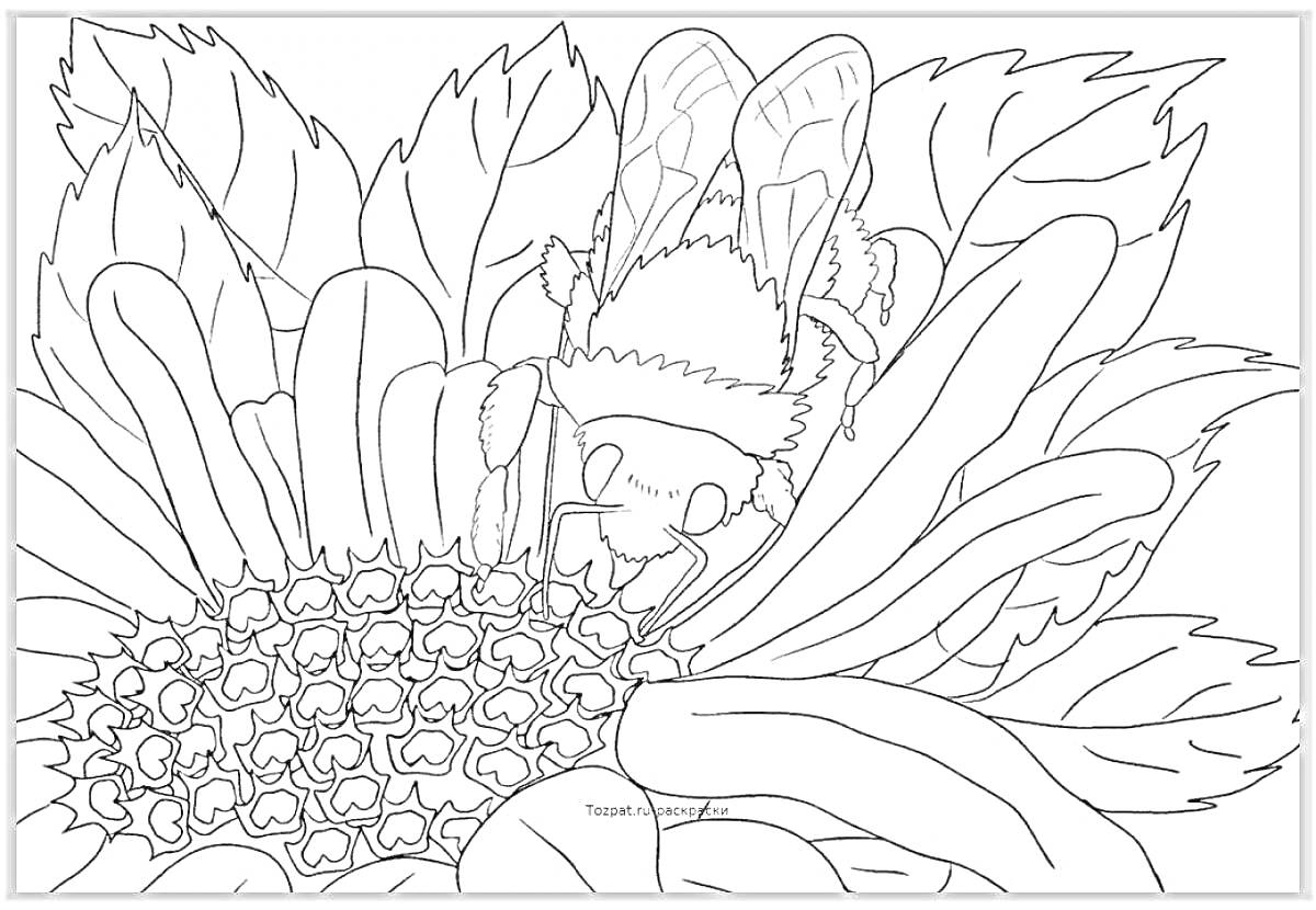 Раскраска Пчела на цветке. Пчела сидит на крупном цветке с лепестками и листьями