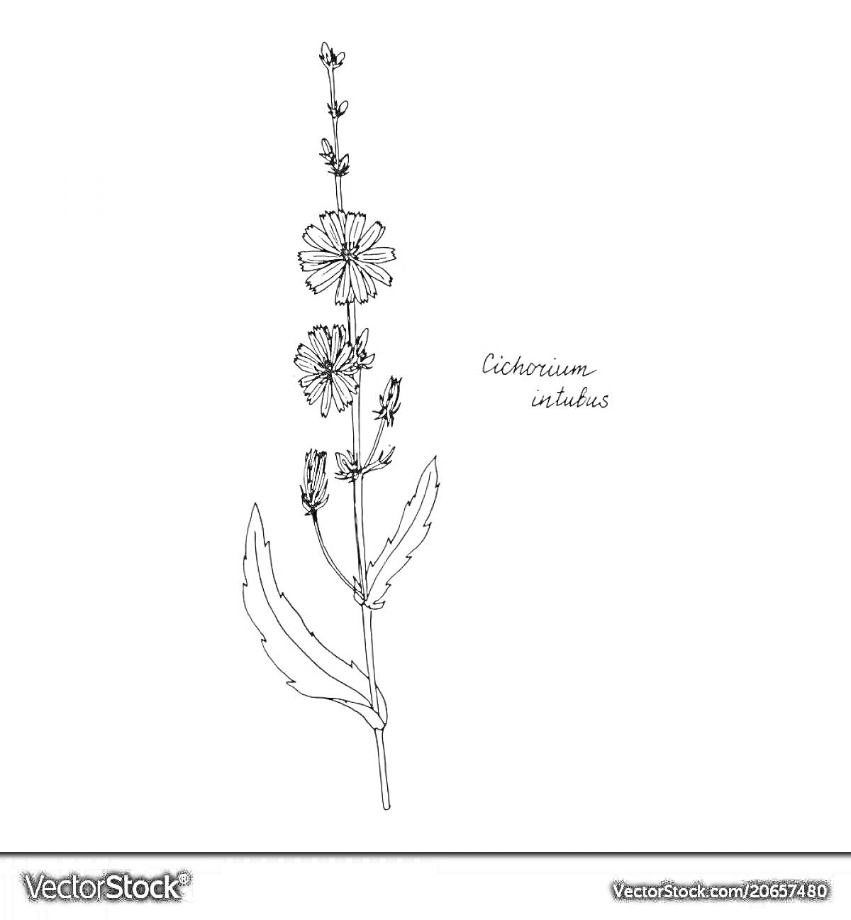 Раскраска Рисунок растения цикорий с цветами и листьями