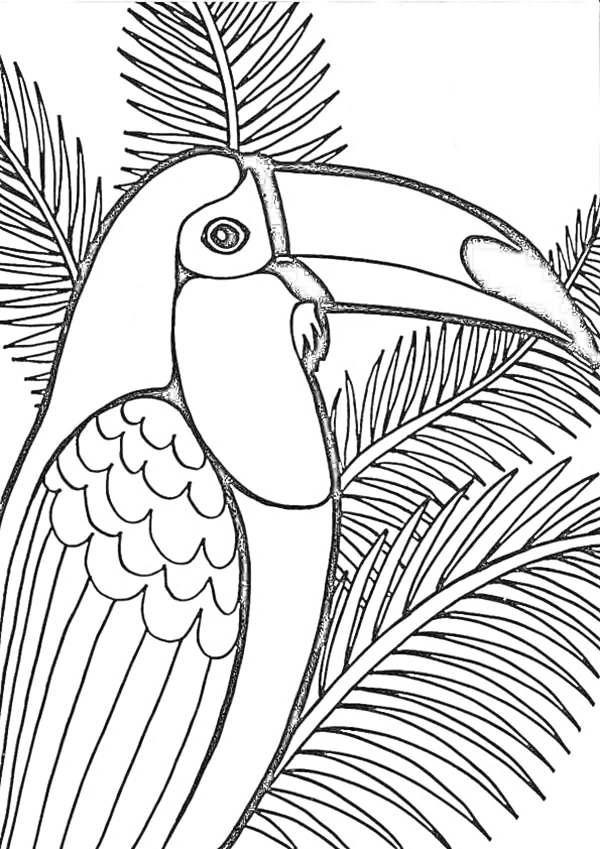 На раскраске изображено: Тукан, Птица, Листва, Природа, Творчество, Для детей, Пальмы, Контурные рисунки