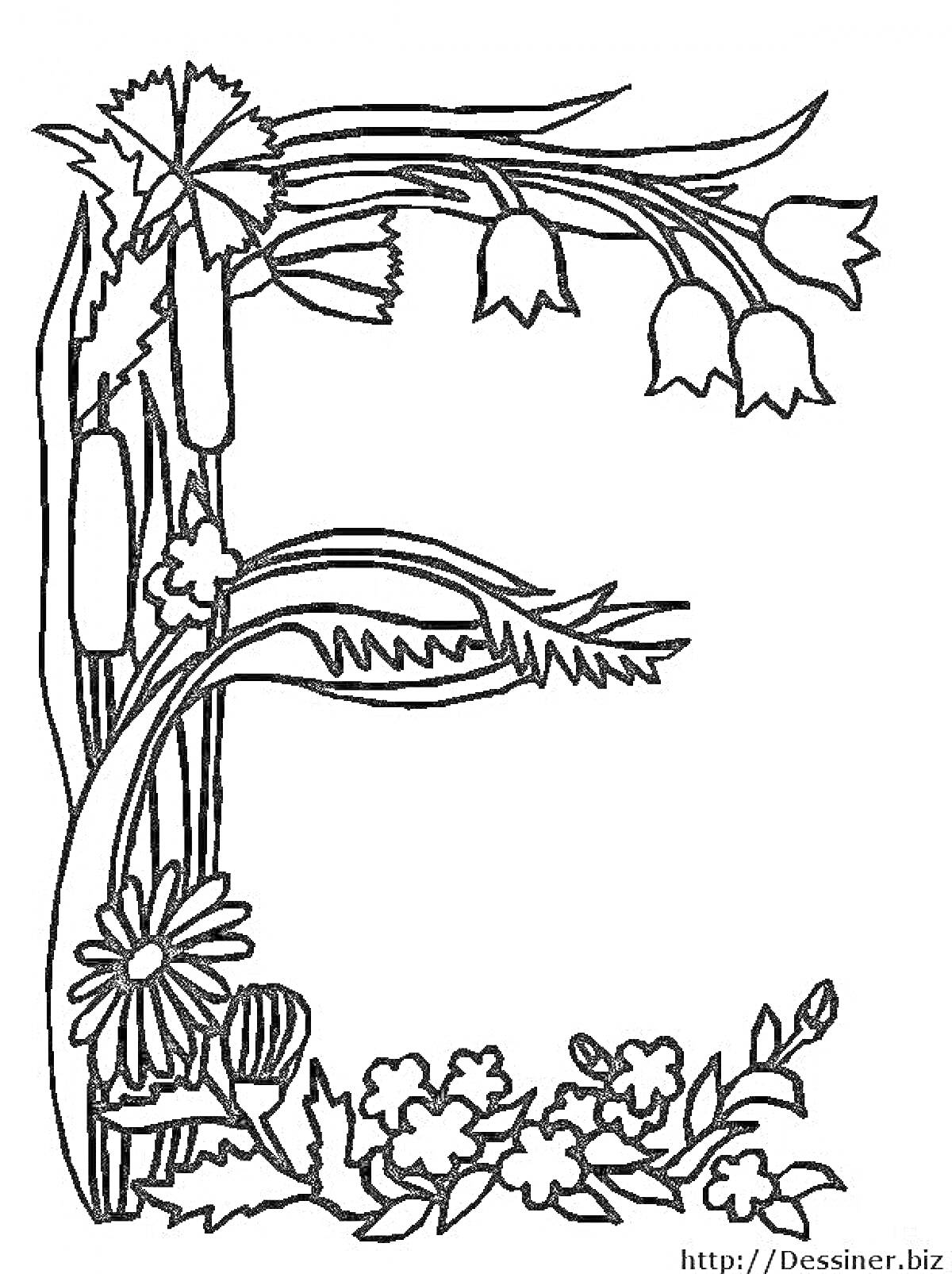 На раскраске изображено: Буквица, Буква E, Цветы, Камыши, Лесной орех, Полевые цветы