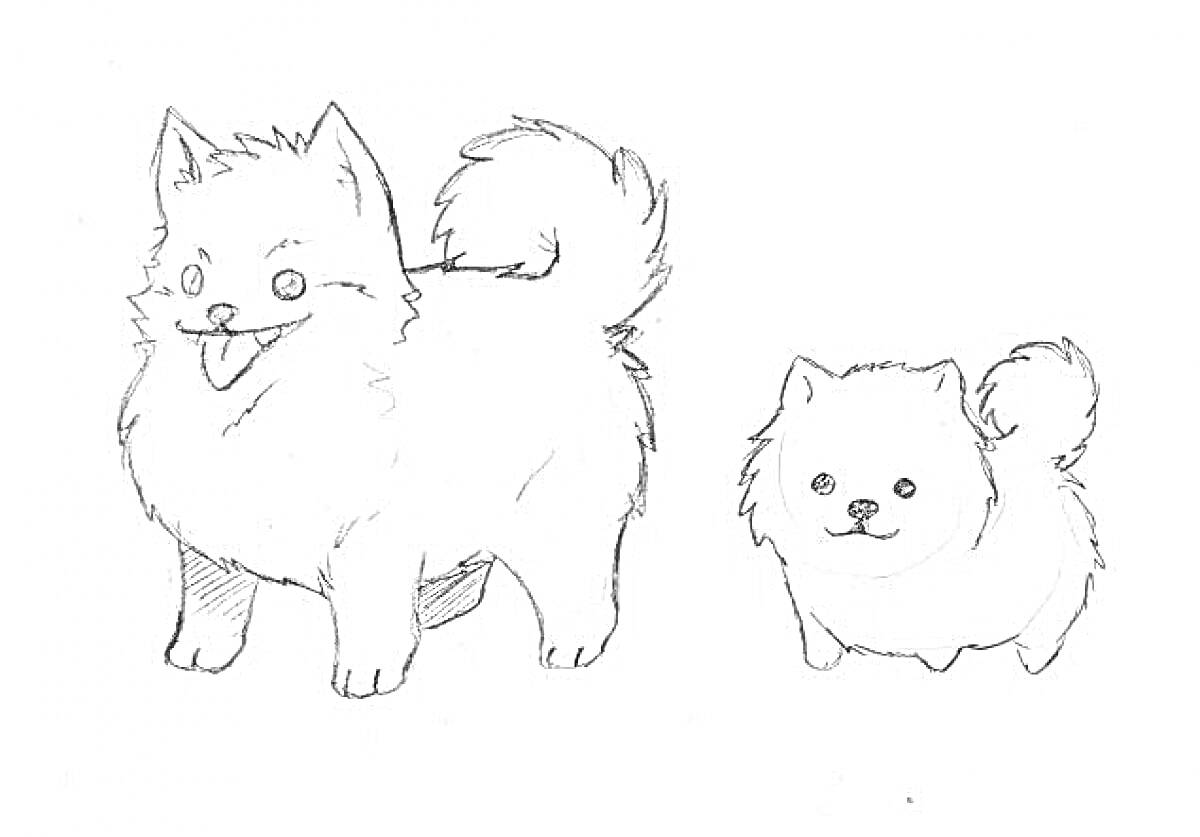 На раскраске изображено: Собака, Шпиц, Домашние животные, Милые животные