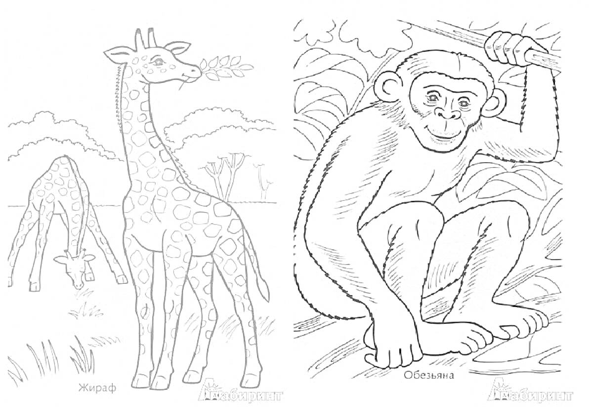 Раскраска Жирафы на поле и Обезьяна на лиане