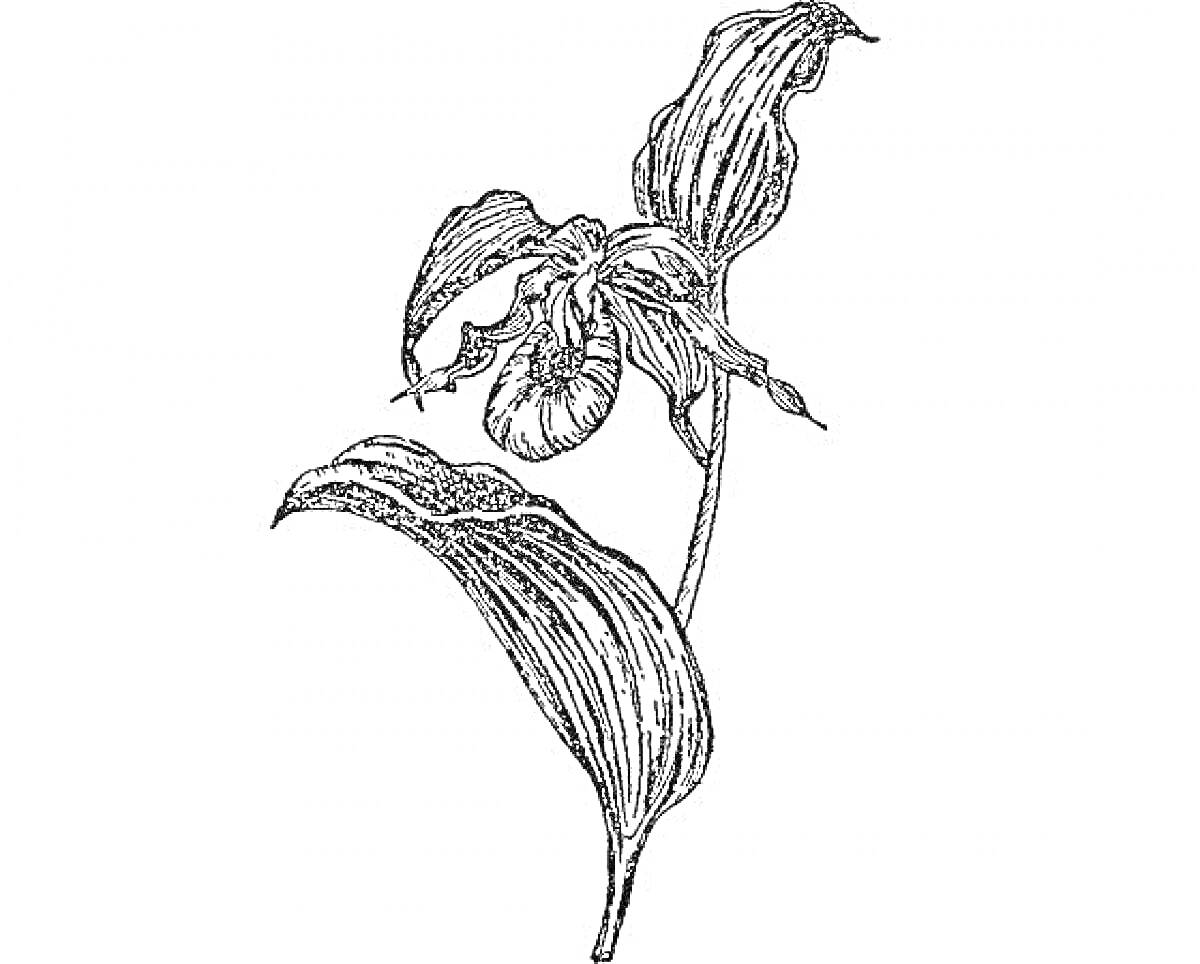 На раскраске изображено: Венерин башмачок, Орхидея, Листья, Ботаника