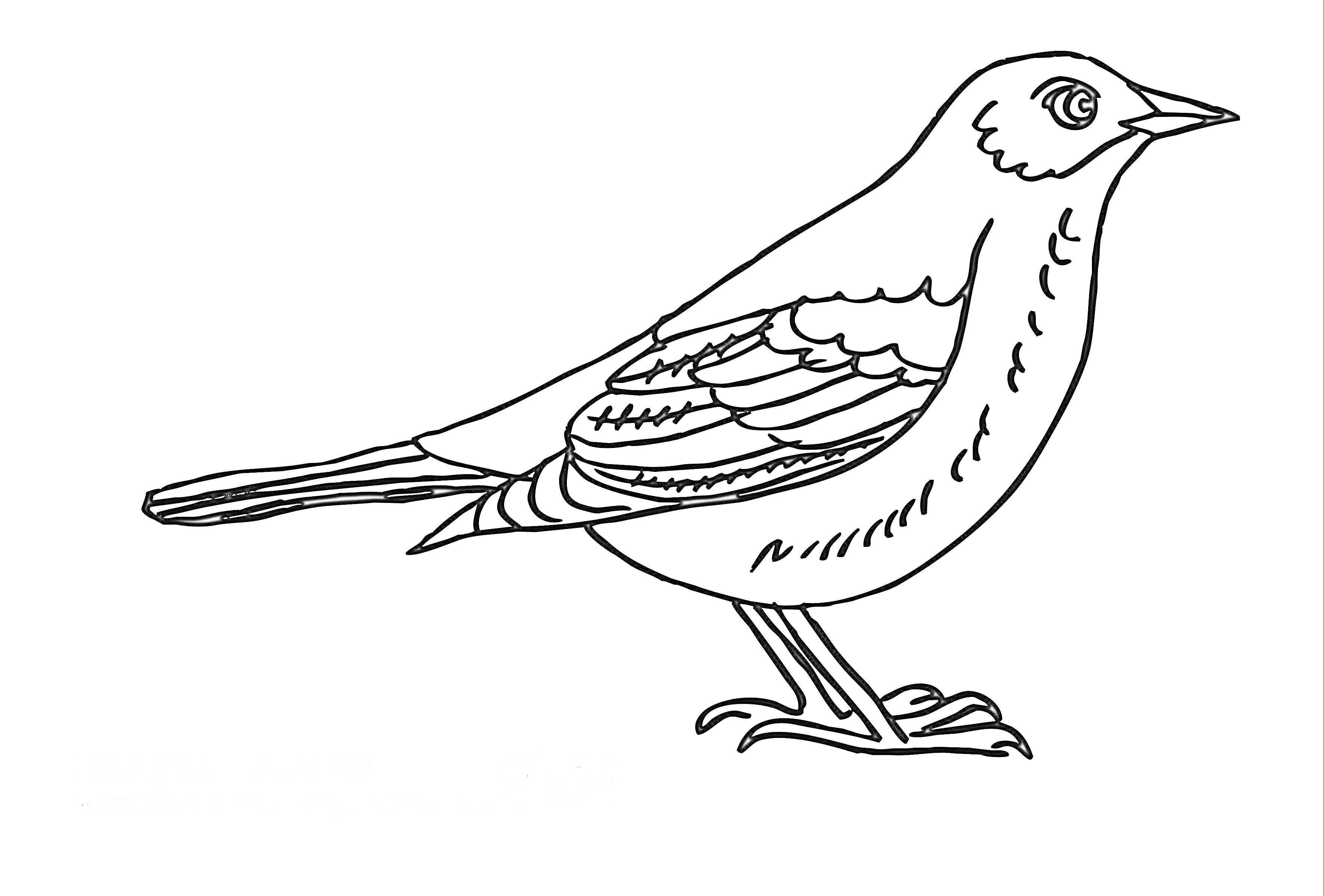 На раскраске изображено: Птица, Стоящая птица, Профиль, Перья, Контурные рисунки