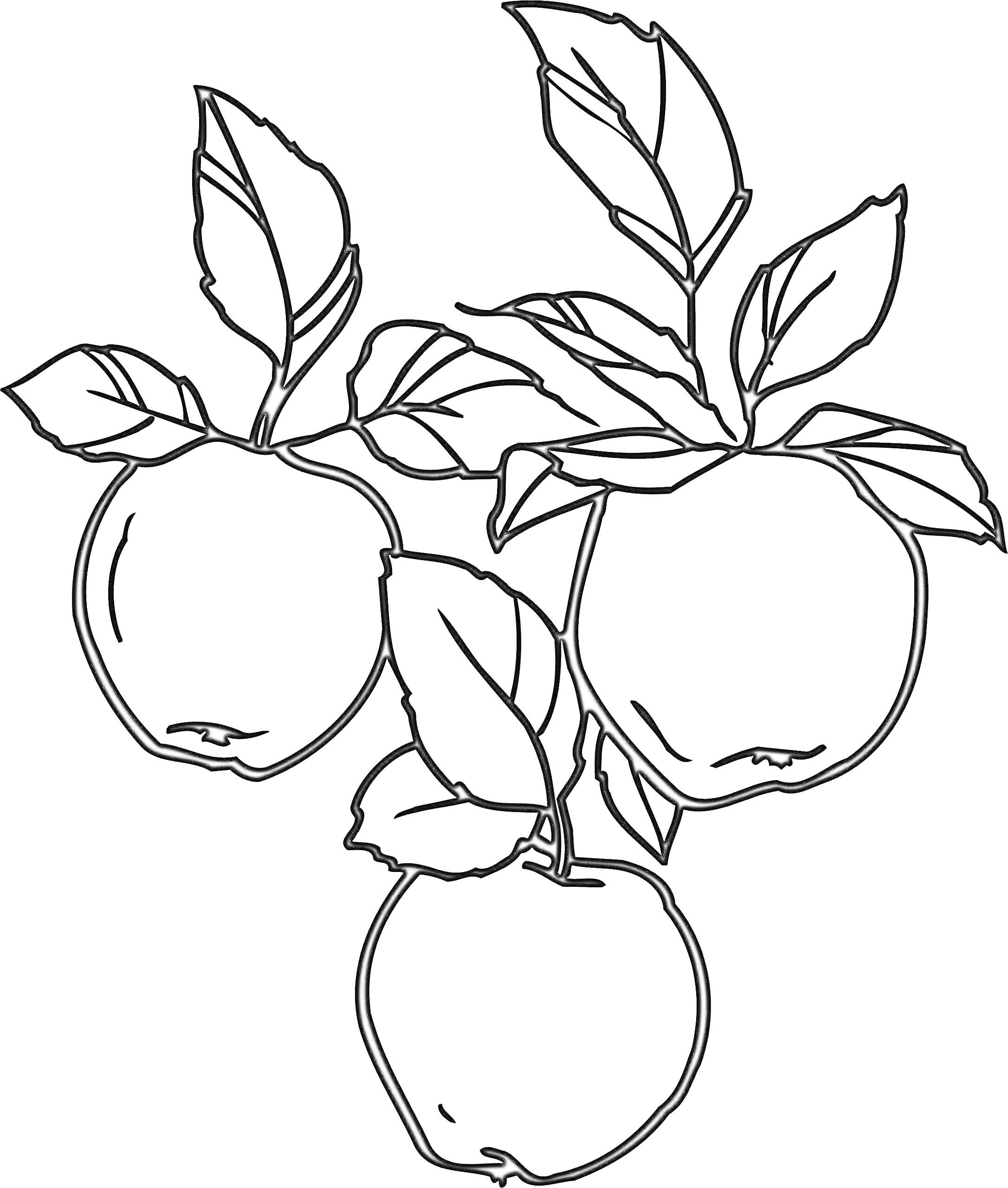 Раскраска Три яблока на ветке с листочками