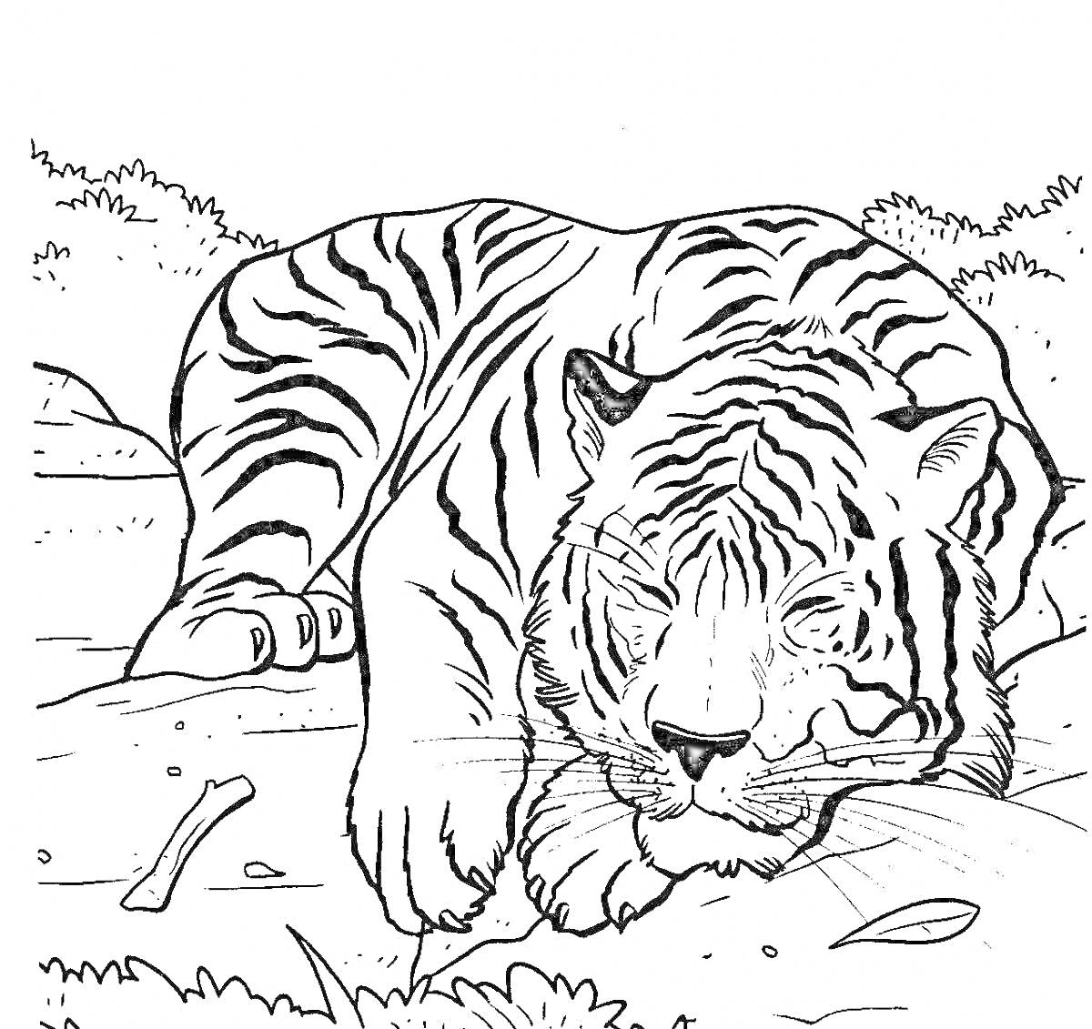 На раскраске изображено: Амурский тигр, Красная книга, Тигр, Природа, Дикая природа, Защита животных, Сохранение природы