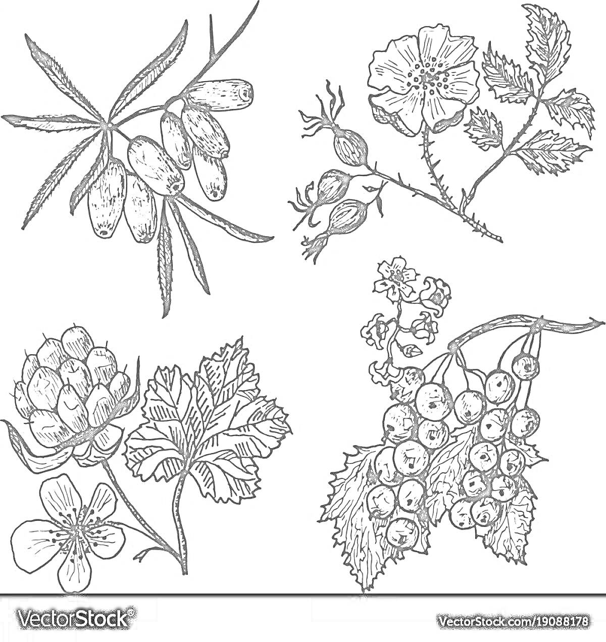 Раскраска Растительные элементы: ветка облепихи с ягодами и листьями, ветка шиповника с ягодами и листьями, цветок морошки с листьями, ветка красной смородины с ягодами и листьями